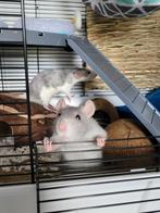 2 tamme ratjes met kooi en toebehoren, Vrouwelijk, Rat, Voor 1 juli 2024, Tam