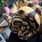 Super Lieve Ball python + terrarium en toebehoren, Dieren en Toebehoren, Reptielen en Amfibieën, Slang, Met terrarium