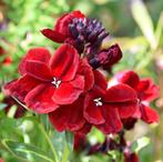 Zaden muurbloem rood - Erysimum cheiri ‘Blood Red’, Ophalen of Verzenden, Voorjaar, Volle zon, Zaad