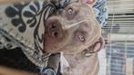 American bully, Rabiës (hondsdolheid), 15 weken tot 1 jaar, Overige rassen, Teef