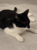 Kat te koop, Dieren en Toebehoren, Katten en Kittens | Overige Katten, Kater