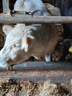 2 dikbil pinken, Dieren en Toebehoren, Meerdere dieren
