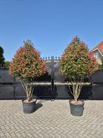 Glansmispel Photinia fraseri carre rouge meerstammig, Overige soorten, Lente, 250 tot 400 cm, Ophalen
