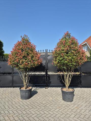 Glansmispel Photinia fraseri carre rouge meerstammig beschikbaar voor biedingen