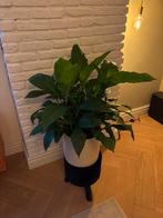 Mooie Lepelplant (Spathiphyllum), Huis en Inrichting, Kamerplanten, Ophalen, Overige soorten, Halfschaduw, In pot