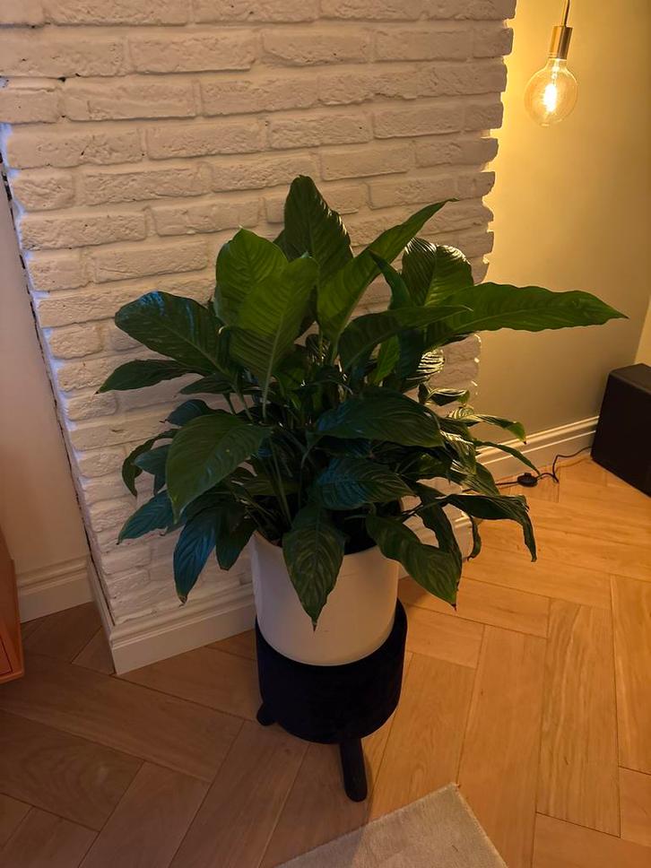 Mooie Lepelplant (Spathiphyllum), Huis en Inrichting, Kamerplanten, Overige soorten, Minder dan 100 cm, Groene kamerplant, Halfschaduw