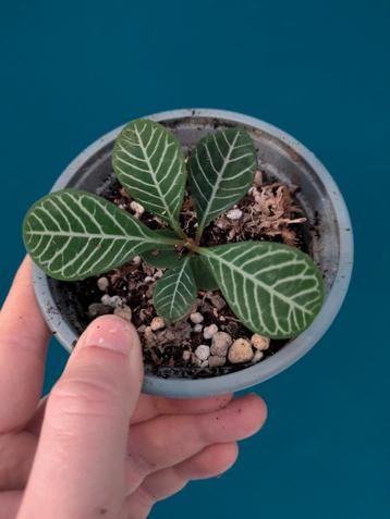 Euphorbia Leuconeura / Madagaskar Jewel  beschikbaar voor biedingen