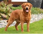 2 prachtige zwarte labrador reutjes!, Dieren en Toebehoren, Honden | Retrievers, Spaniëls en Waterhonden, Reu, CDV (hondenziekte)