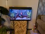 Juwel rio 125 aquarium, Ophalen, Zo goed als nieuw, Leeg aquarium