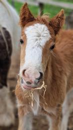 Vos Tinker merrie veulen, Dieren en Toebehoren, Merrie, Gechipt, Niet van toepassing, 0 tot 2 jaar