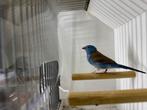 blauwkop blauw fazantje, man, Dieren en Toebehoren, Vogels | Overige Vogels, Mannelijk