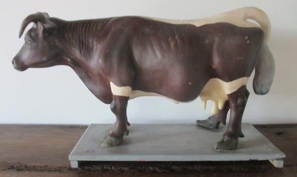 GROOT antiek schoolmodel anatomisch model zieke koe in gips, Antiek en Kunst, Curiosa en Brocante, Ophalen