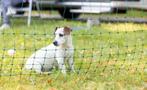 Honden omheining, Dieren en Toebehoren, Ophalen of Verzenden