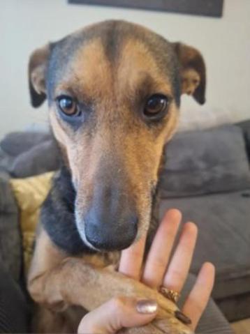 nola is een droomhondje ! zoekt een vriendje  beschikbaar voor biedingen