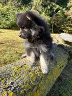 Pomsky x pomeriaan bearface klein, Dieren en Toebehoren, Rabiës (hondsdolheid), Overige rassen, 8 tot 15 weken, Meerdere