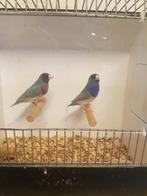 Te koop. Gouldamadine pastel blauw, Dieren en Toebehoren, Vogels | Overige Vogels, Mannelijk, Tropenvogel, Geringd