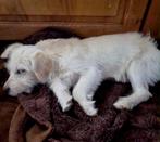 PUPJE STAR één BROK LIEFDE KOMT IN JANUARI NAAR NL, Particulier, Rabiës (hondsdolheid), 15 weken tot 1 jaar, Buitenland