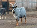 Drie super lieve en tamme blauwschimmel tan dwerg bokjes, Dieren en Toebehoren, Schapen, Geiten en Varkens, Meerdere dieren, Geit