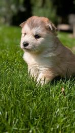 Super leuke pomsky pups, Nederland, Overige rassen, CDV (hondenziekte), 8 tot 15 weken