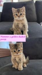 Britse korthaar kitten (Golden Shaded), Dieren en Toebehoren, Katten en Kittens | Raskatten | Korthaar, Meerdere dieren, Met stamboom