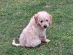 Labradoodle pup kleine medium teefje, Overige rassen, 8 tot 15 weken, CDV (hondenziekte), Meerdere