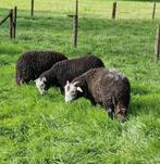 Herdwick rammen, Dieren en Toebehoren, Schapen, Geiten en Varkens, Mannelijk, Schaap