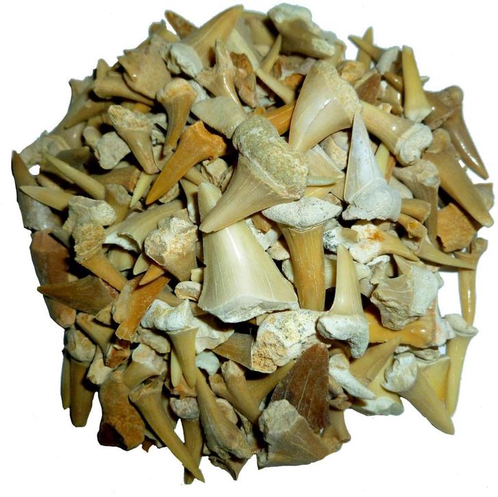 Fossiele haaientandjes zakje 45-50 tandjes, Verzamelen, Mineralen en Fossielen, Fossiel, Verzenden
