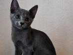 Blauwe Rus kitten (katertje), Dieren en Toebehoren, Katten en Kittens | Raskatten | Korthaar, Kater, Gechipt, 0 tot 2 jaar