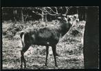 Edelhert - roepend [KRST009-1534, Verzenden, 1960 tot 1980, Gelopen, Gelderland