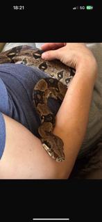 Boa imperator vrouw 20, Dieren en Toebehoren, Slang