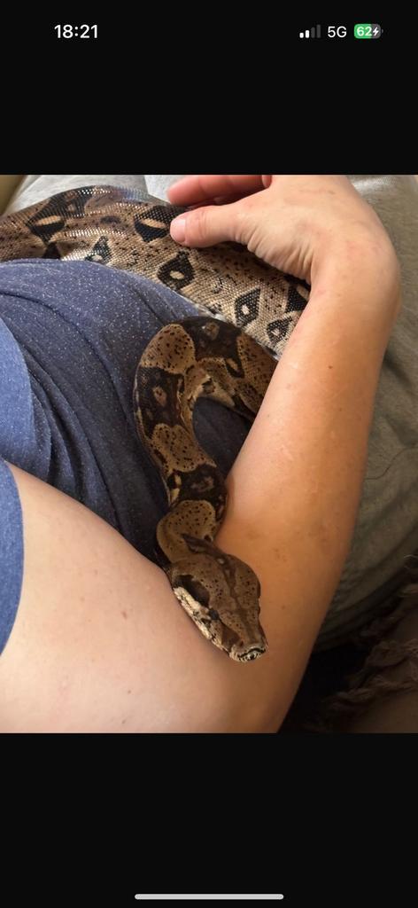 Boa imperator vrouw 20