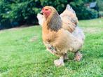 GEZOCHT Brahma Buff Columbia Blauw hen., Dieren en Toebehoren, Pluimvee, Vrouwelijk, Kip