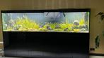Aquarium te koop compleet met vissen prijs bespreekbaar, Ophalen, Zo goed als nieuw, Gevuld zoetwateraquarium