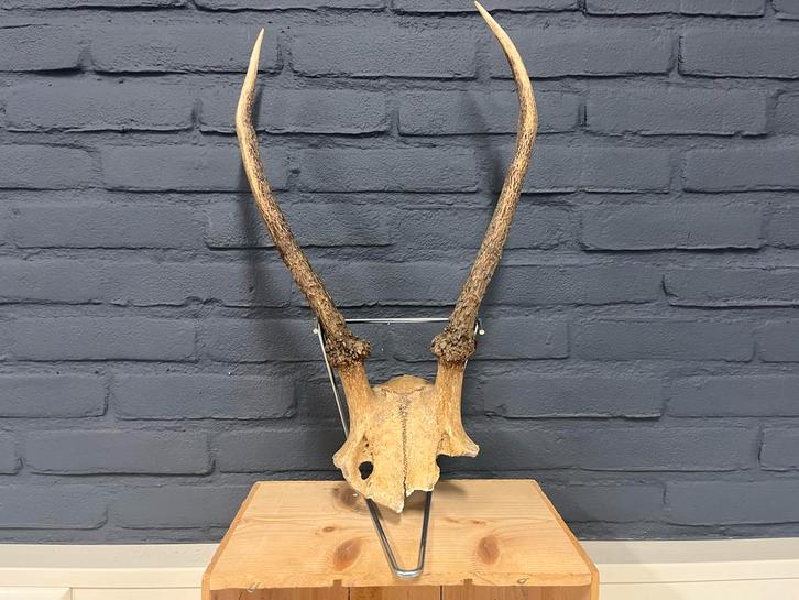 Herten gewei met schedel - Decoratie, Huis en Inrichting, Woonaccessoires | Wanddecoraties, Gebruikt, Ophalen of Verzenden