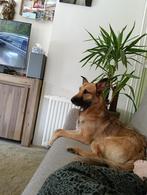 Lieve hond, Dieren en Toebehoren, 1 tot 2 jaar, Eén hond, Herder, Nederland