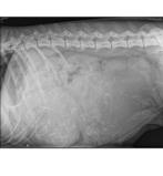 Mechelse herder pups verwacht!, Parvo, 8 tot 15 weken, Meerdere, Meerdere dieren