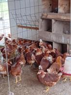 Jonge legkippen van rond de 18 weken. Bruine lohman, Dieren en Toebehoren, Pluimvee, Vrouwelijk, Kip