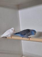 Forpussen, Dieren en Toebehoren, Vogels | Parkieten en Papegaaien, Meerdere dieren, Parkiet, Geringd