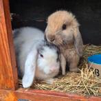 Super schattig koppel minilops, ram is al gecastreerd, Dieren en Toebehoren, Konijnen, Meerdere dieren, Klein, Hangoor, 0 tot 2 jaar