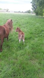 Verzorger ster  voor wat shetlanders, Dieren en Toebehoren, Paarden en Pony's | Verzorgingsproducten, Ophalen of Verzenden