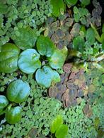 Aquarium drijfplanten, Ophalen of Verzenden, Zo goed als nieuw, Plant(en), Steen of Hout