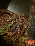 Lasiodora parahybana 0.1 Te koop.