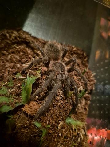 Lasiodora parahybana 0.1 Te koop. beschikbaar voor biedingen