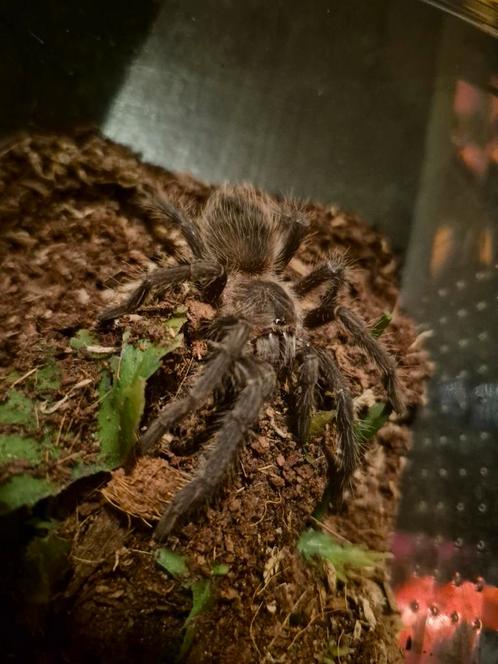 Lasiodora parahybana 0.1 Te koop., Dieren en Toebehoren, Reptielen en Amfibieën
