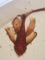 Ancistrus super red longfin ruilen., Dieren en Toebehoren, Vissen | Aquariumvissen, Vis