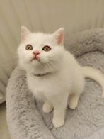 Twee Britse Korthaar katertjes( mogen gelijk mee)!, Dieren en Toebehoren, Katten en Kittens | Raskatten | Korthaar, Kater, Ontwormd