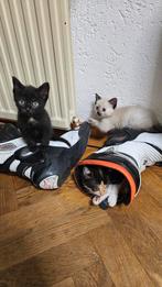 Ragdoll x Europese korthaar, Meerdere dieren, Kortharig, 0 tot 2 jaar