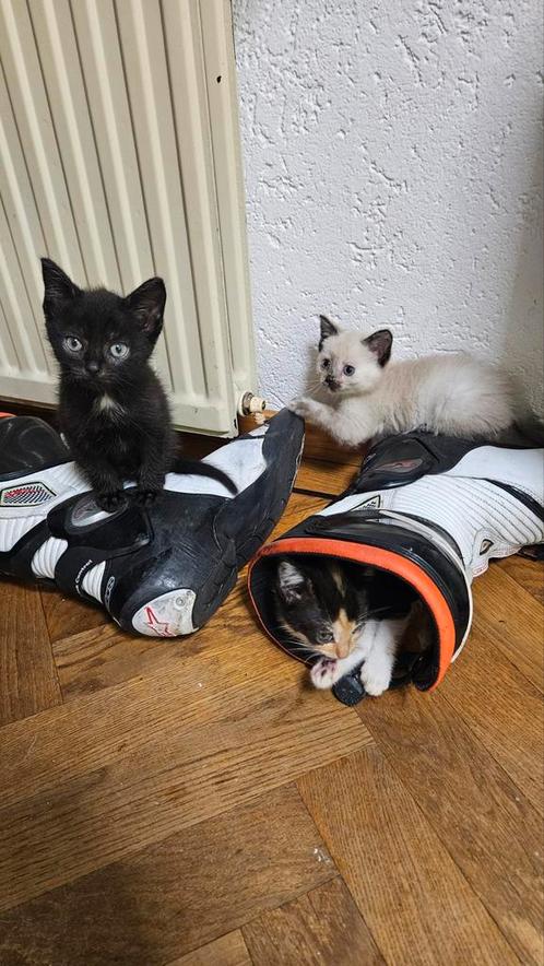 Ragdoll x Europese korthaar, Dieren en Toebehoren, Katten en Kittens | Overige Katten, Kortharig, Meerdere dieren, 0 tot 2 jaar