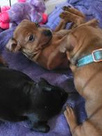 Mooie gezonde dwerg pincher puppies, Overige rassen, CDV (hondenziekte), 8 tot 15 weken, Meerdere