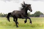 Friese hengst 2,5 jaar, Dieren en Toebehoren, Paarden, 0 tot 2 jaar, Hengst, 160 tot 165 cm, Recreatiepaard